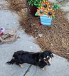 Skylar in ky