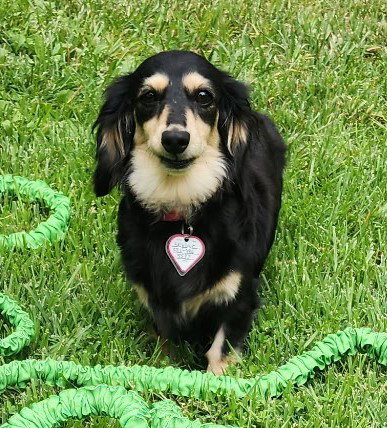 Skylar in TN, an adoptable Dachshund in Shelbyville, TN