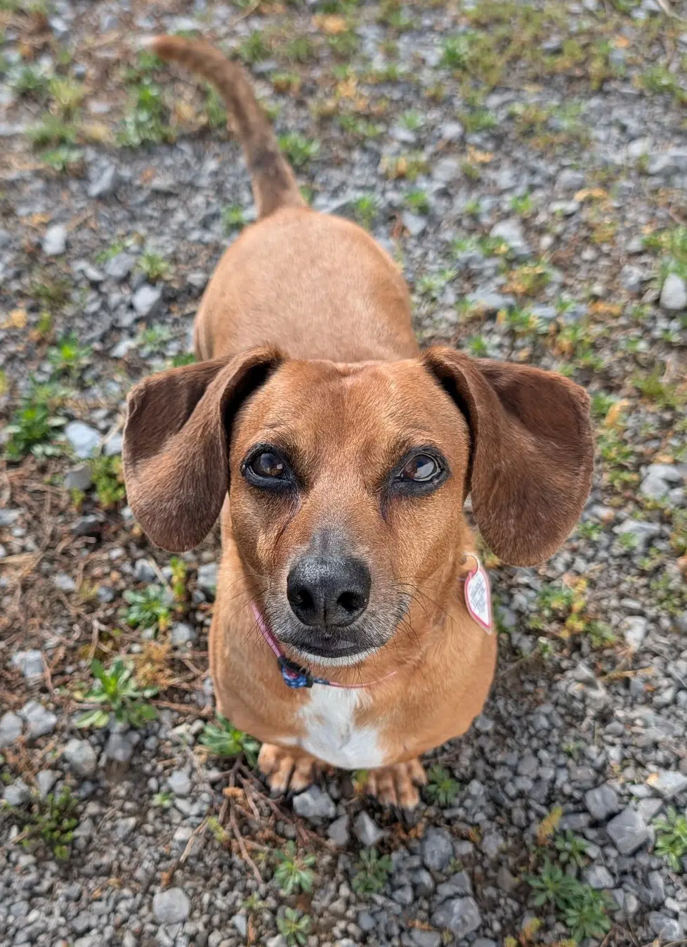 Henry In Tn - Dachshund