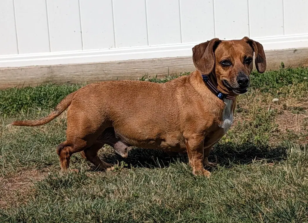 Henry In Tn image 4
