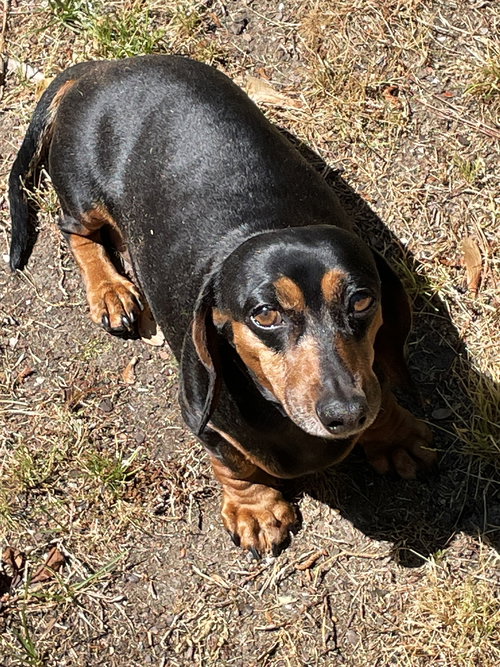 Jake in VA, an adoptable Dachshund in Shelbyville, TN