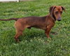 Hugo in TN