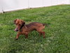 Hugo in TN