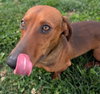 Hugo in TN