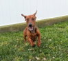 Hugo in TN