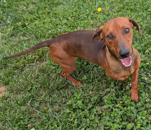 Hugo in TN, an adoptable Dachshund in Shelbyville, TN