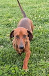 Hugo in TN