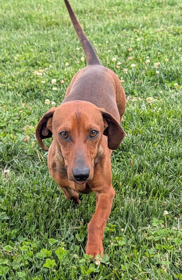 Hugo in TN