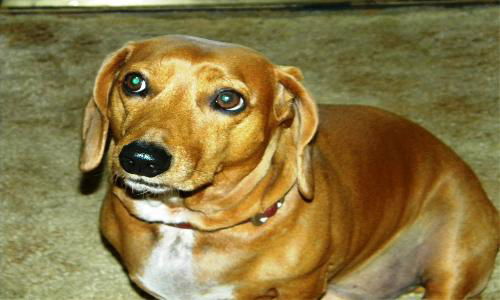 OSCAR