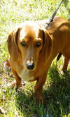 OSCAR