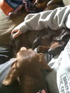 Jingle and Tootsie...NH
