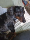 Jingle and Tootsie...NH