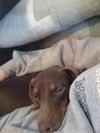 Jingle and Tootsie...NH