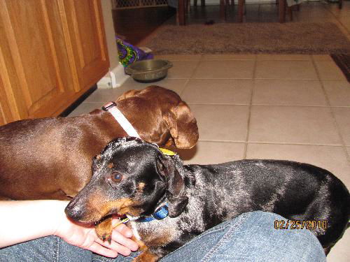 Jingle and Tootsie...NH