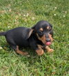 Brucie in TN