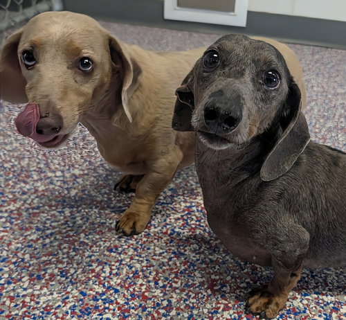 Odin & Ozzie (bonded pair) in WI, an adoptable Dachshund in Shelbyville, TN