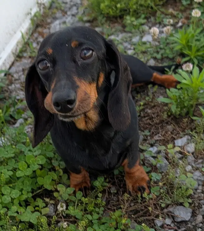 Malorie In Fl - Dachshund