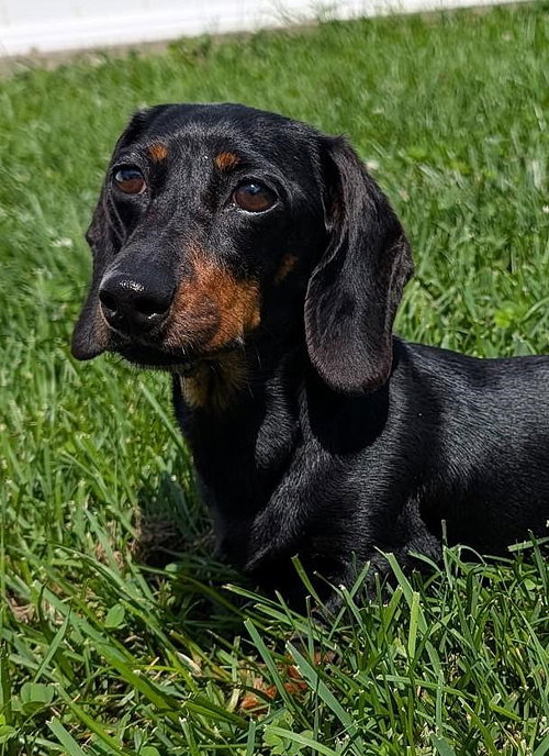 Malorie in FL, an adoptable Dachshund in Shelbyville, TN