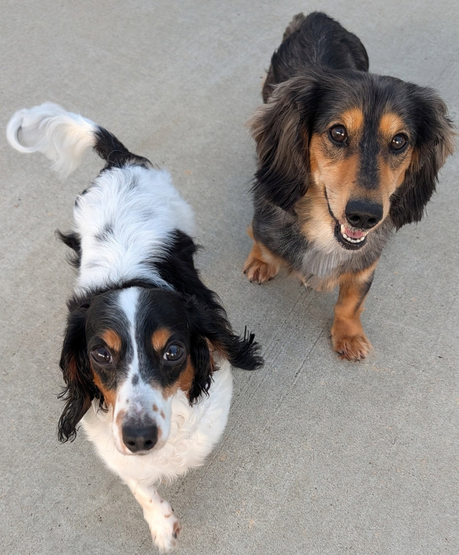 Frank-e and Chimmey in SC