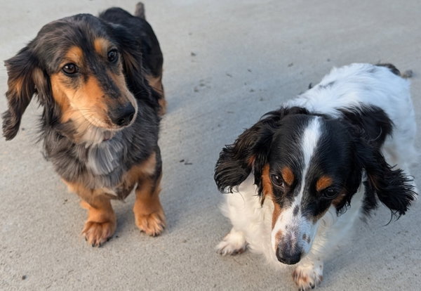 Frank-e and Chimmey in SC