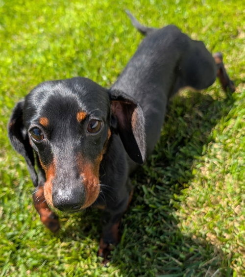 Thomas in TN, an adoptable Dachshund in Shelbyville, TN