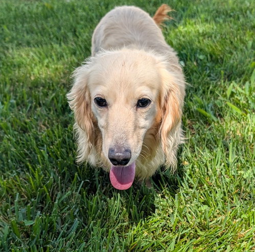 Anna in SC, an adoptable Dachshund in Shelbyville, TN
