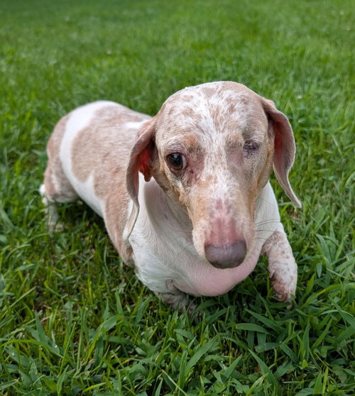 Coco In Tn photo 3