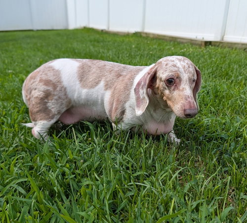 Coco In Tn photo 2