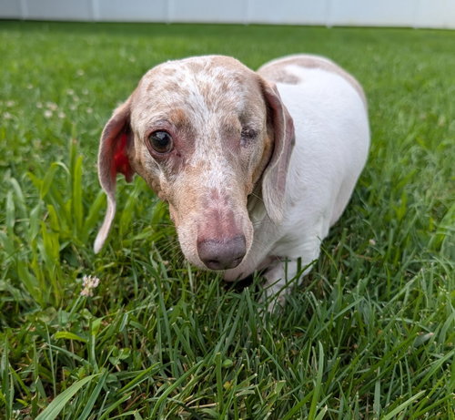 Coco In Tn photo 5