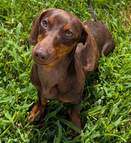 Ruby in TN