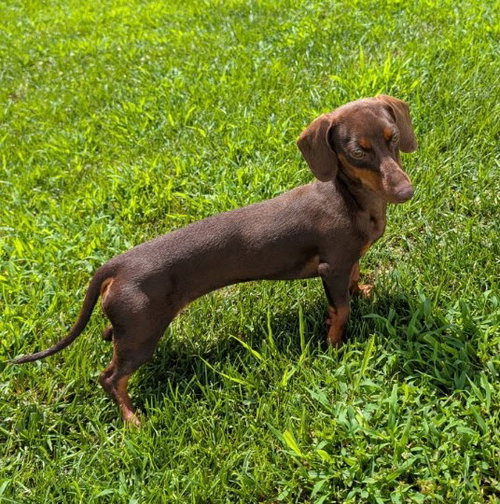 Ruby in TN photo 1