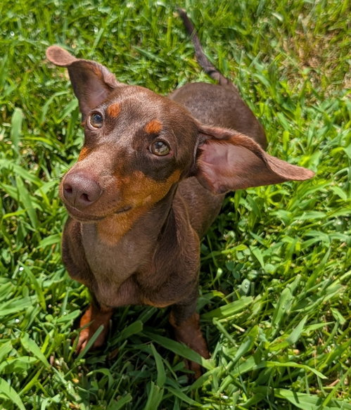 Ruby in TN photo 2