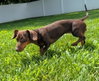 Ruby in NC