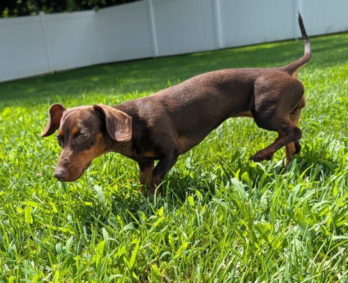Ruby in TN photo 4