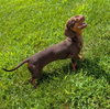 Ruby in NC