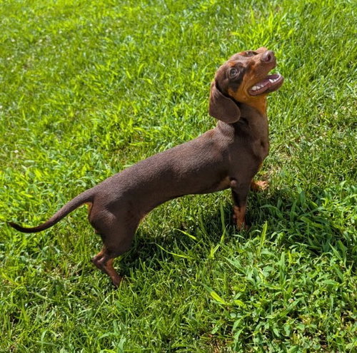 Ruby in TN photo 5