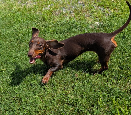 Ruby in TN photo 6