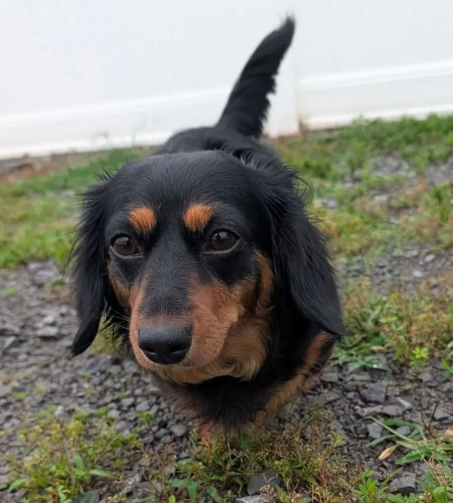 Roxie In Tn - Dachshund