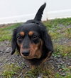 Roxie in TN