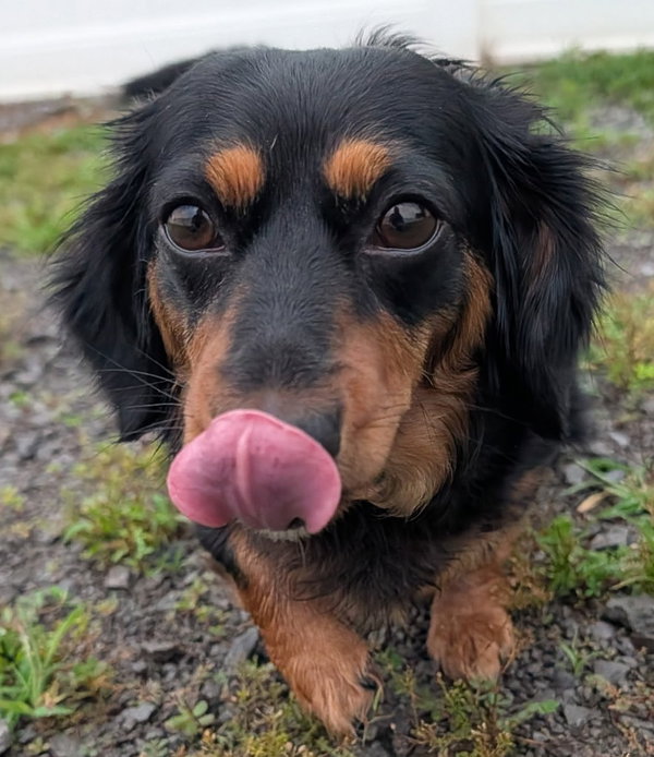 Roxie in TN