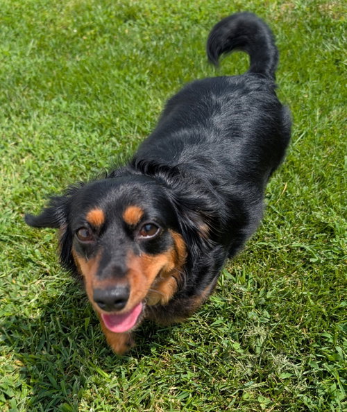 Roxie in TN