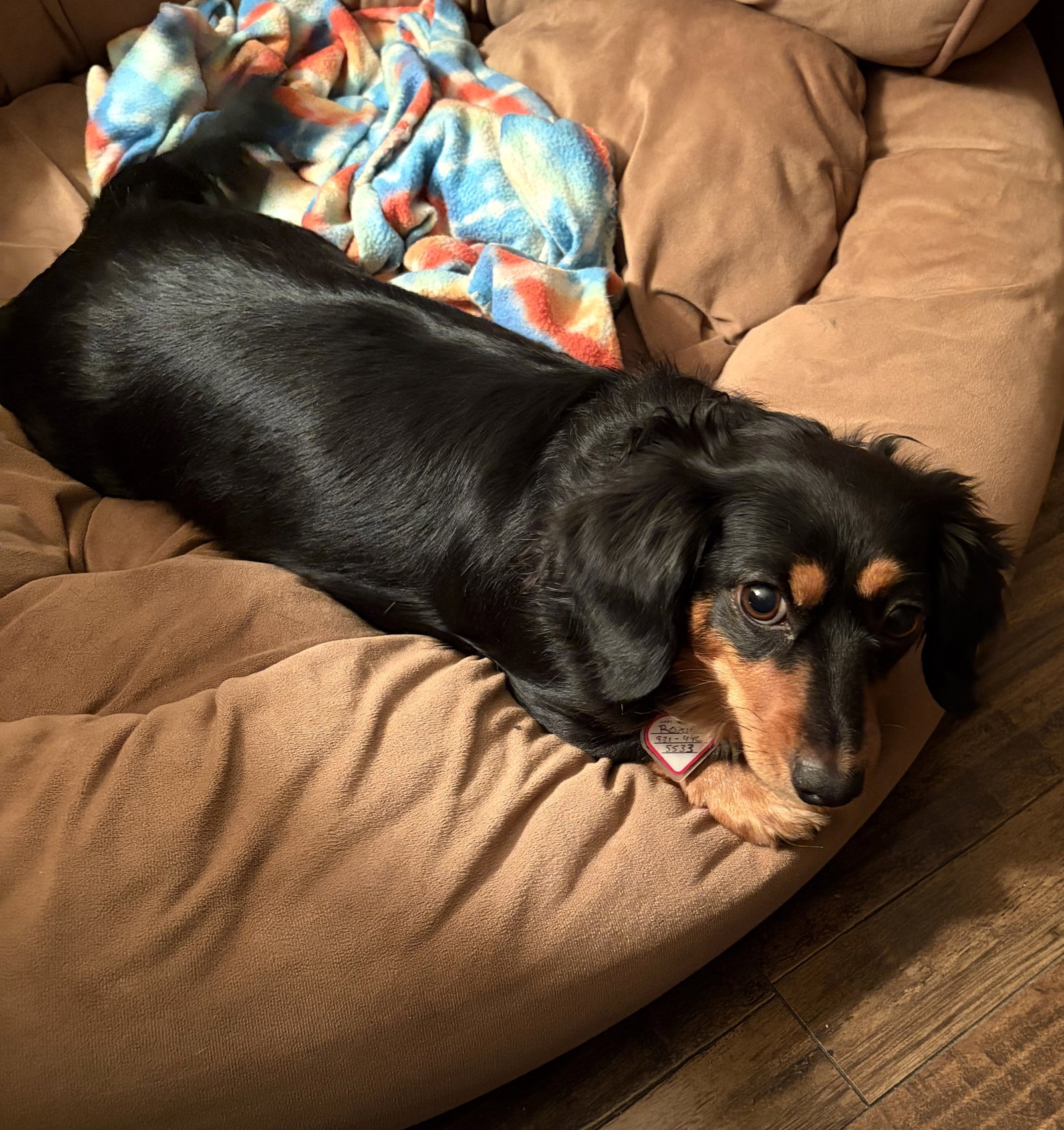 Roxie in TN, Dachshund