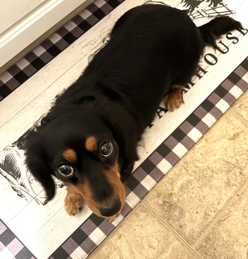 Photo 2 of Roxie in TN