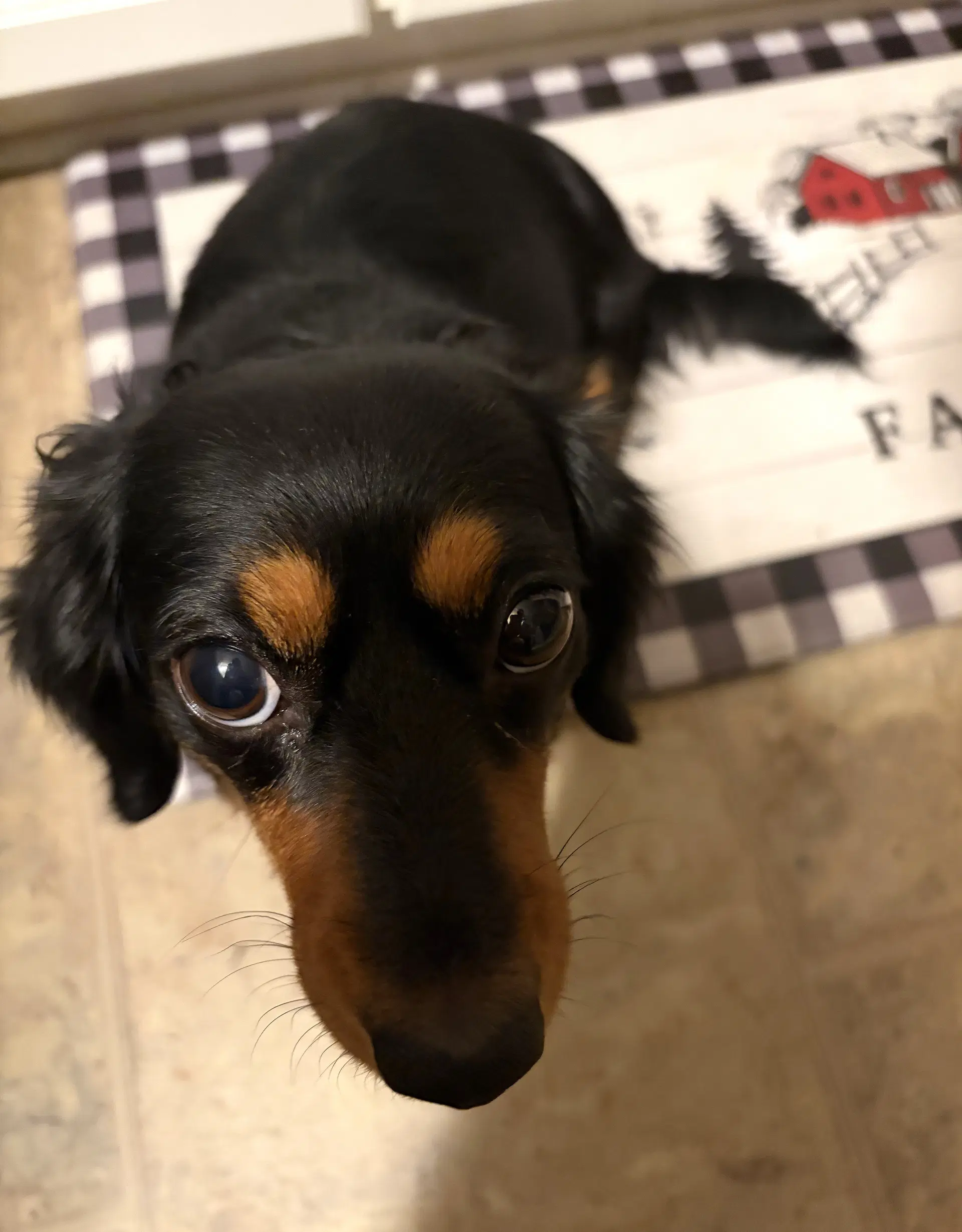 Roxie In Tn image 3