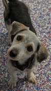 Cookie in TN