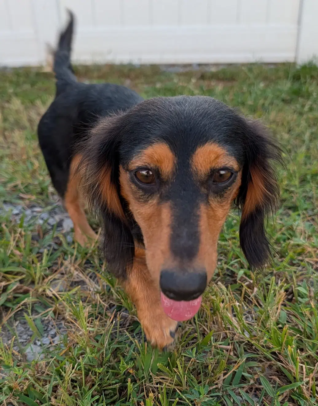 Jolene In Nc - Dachshund