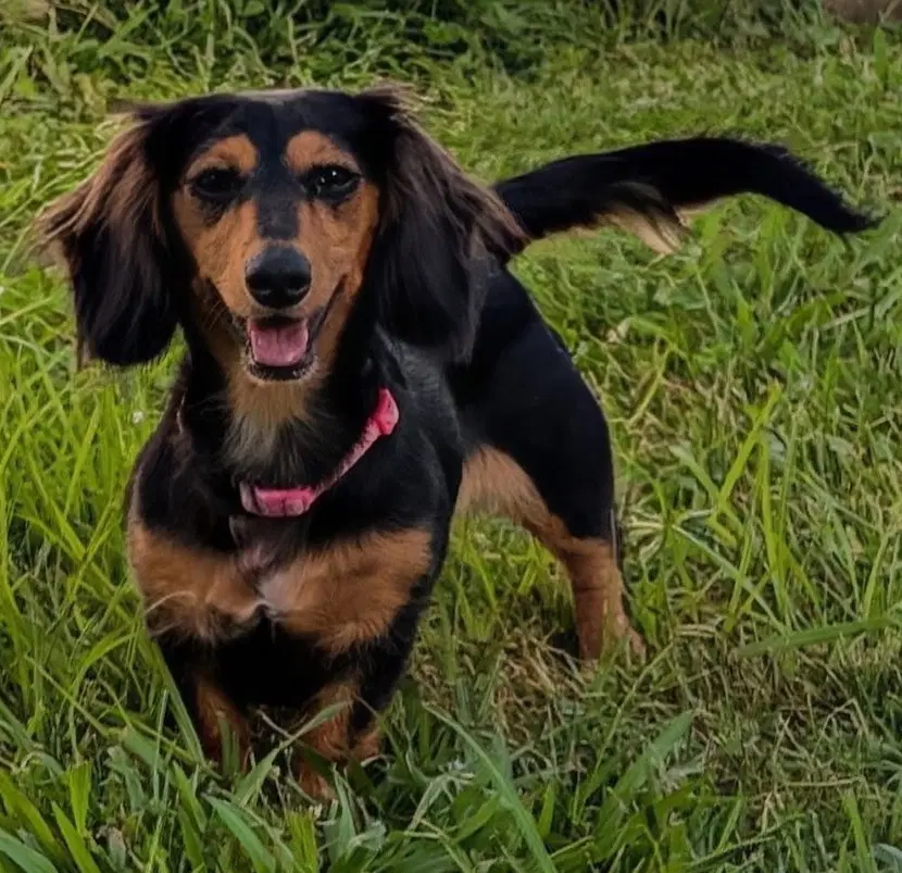 Jolene In Nc image 3