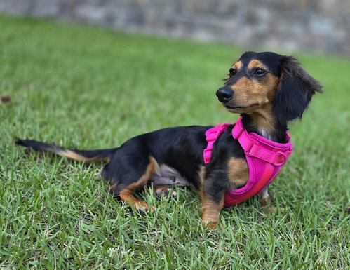 Jolene in NC photo 1