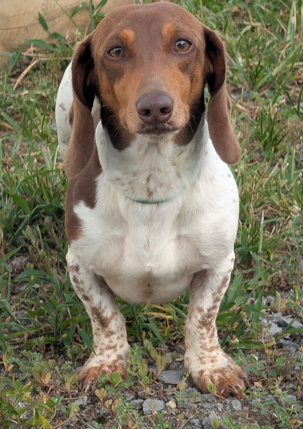 Spurgeon In La - Dachshund
