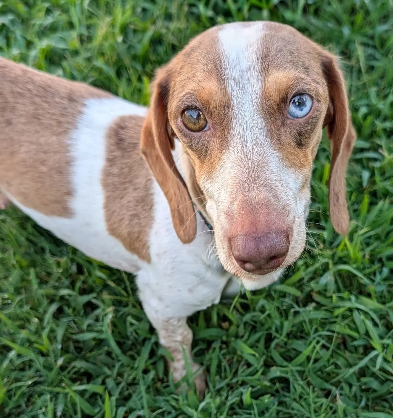 Birdie In Tn - Dachshund